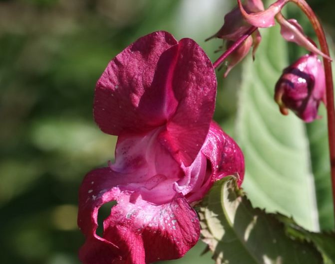 Краснокнижная лесная орхидея зацвела в Измайловском парке 