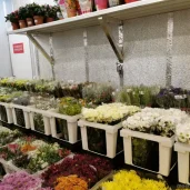 цветочный супермаркет цветочный ряд на первомайской улице изображение 3 на проекте moeizmailovo.ru