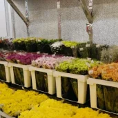цветочный супермаркет цветочный ряд на первомайской улице изображение 2 на проекте moeizmailovo.ru