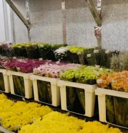цветочный супермаркет цветочный ряд на первомайской улице изображение 2 на проекте moeizmailovo.ru