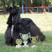 зоопарикмахерская чемпион изображение 2 на проекте moeizmailovo.ru
